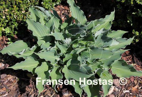 Hosta Restless Sea